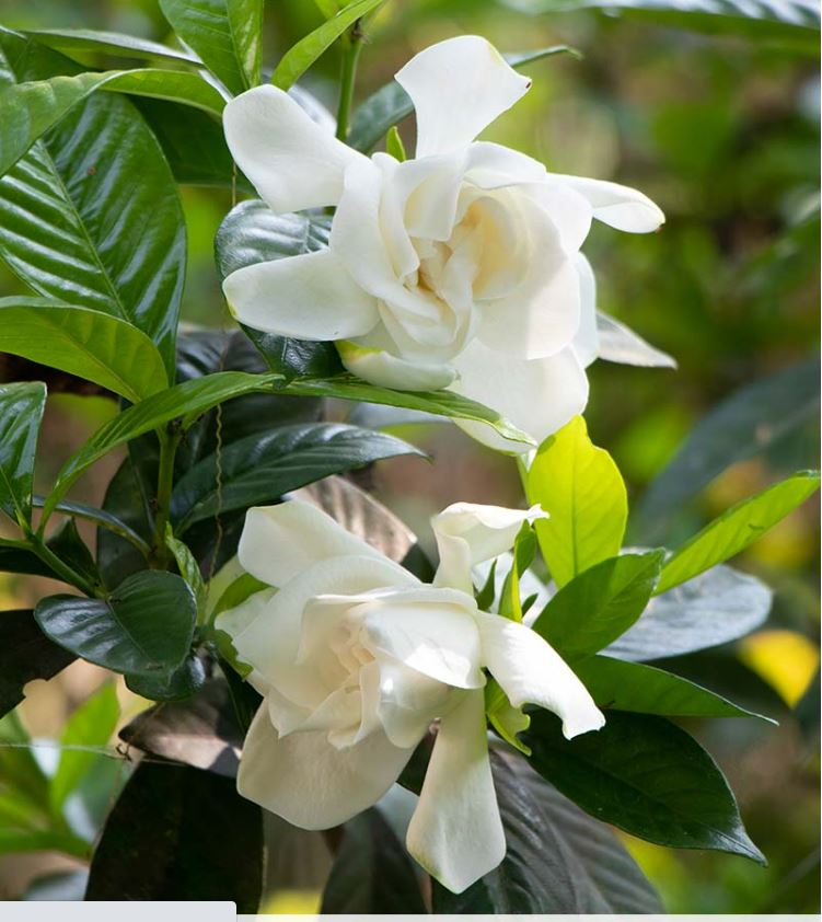 Smelling House Plants